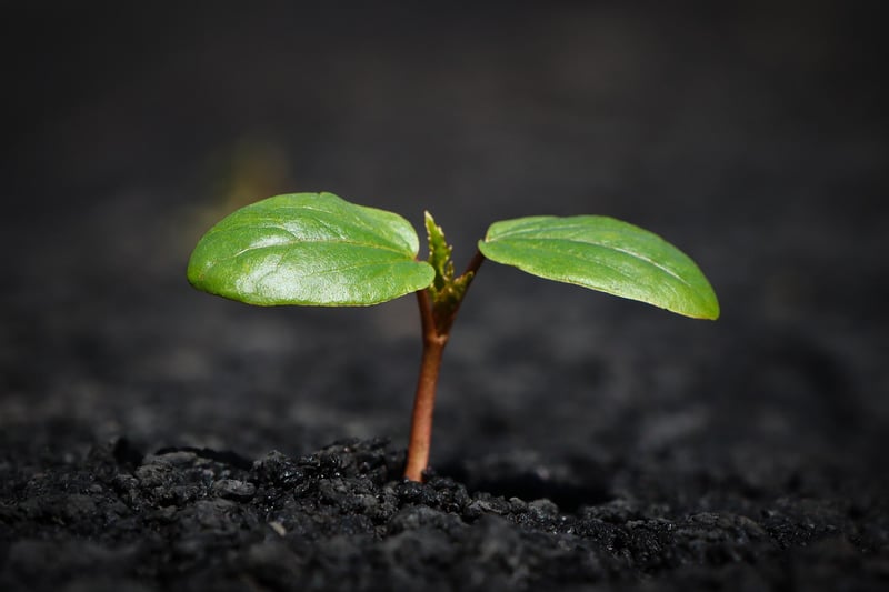 Soil Mixtures