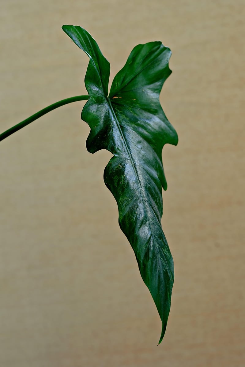 Wall-mounted planters