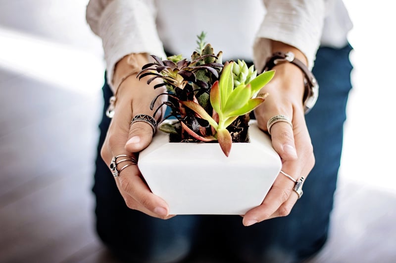 Snake Plant