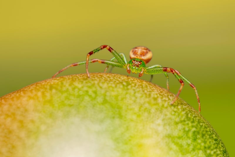 Spider Plant