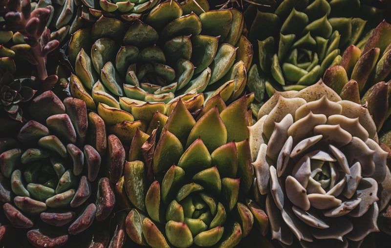 Succulent Plant