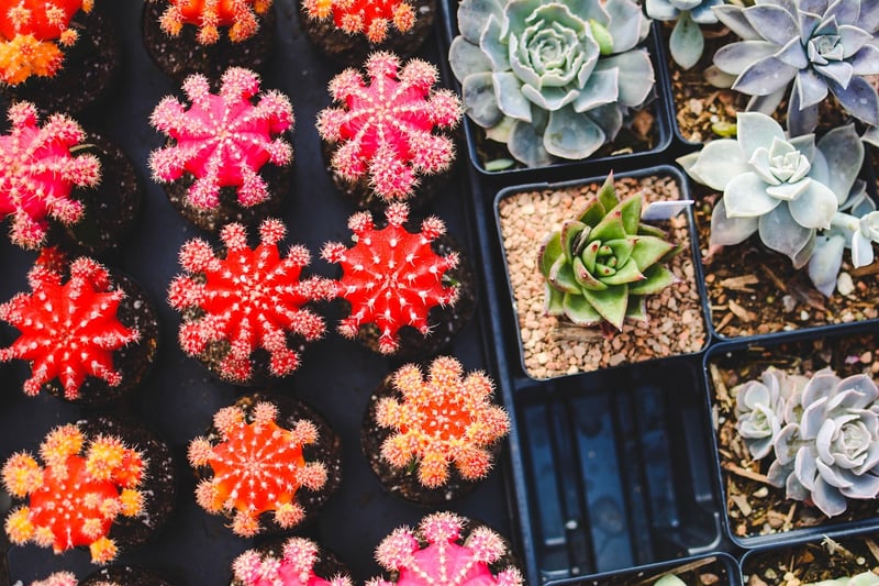 Succulent Plant