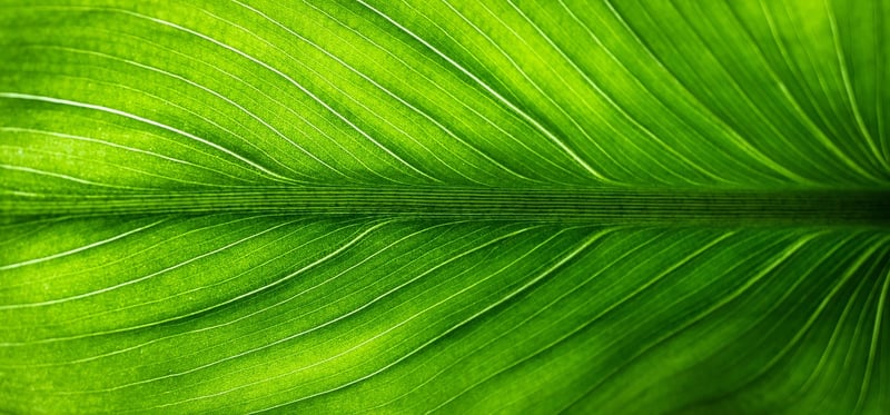 ZZ Plant
